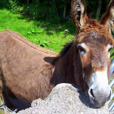 Valley Only Pensjonat Claremorris