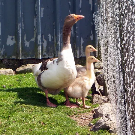 Gasthuis Valley Only Claremorris