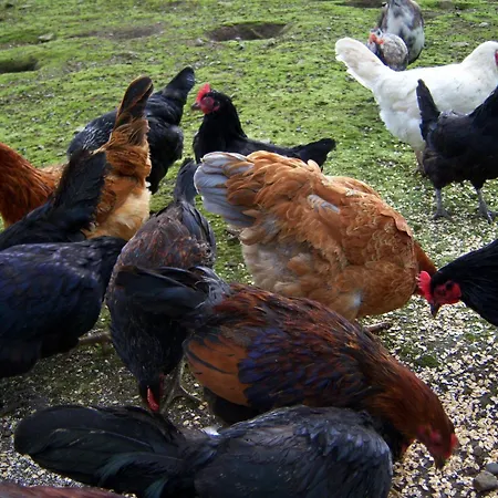 Valley Only Gasthuis Claremorris