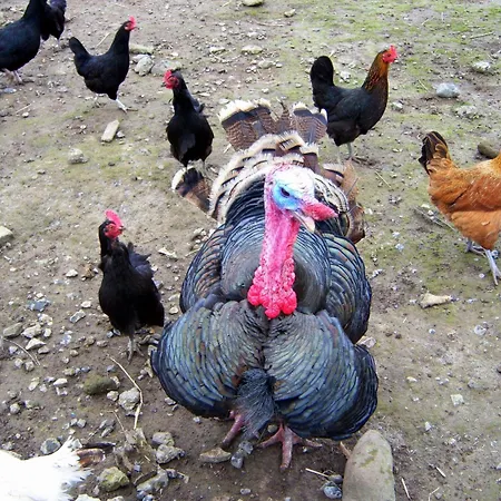 Valley Only 3* Claremorris