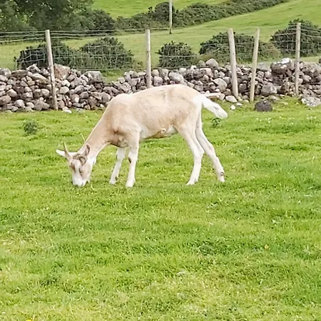 Gasthuis Valley Only Claremorris