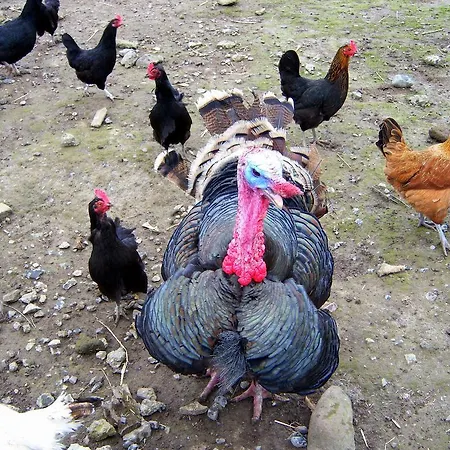 بيت ضيافة Valley Only كلاريموريس