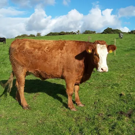 Valley Only Pensionat Claremorris